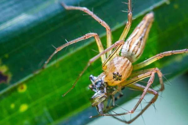 Spider Control 101: Safeguarding Your Home in Sydney