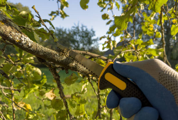 Dedicated Experts in Tree Health and Aesthetics